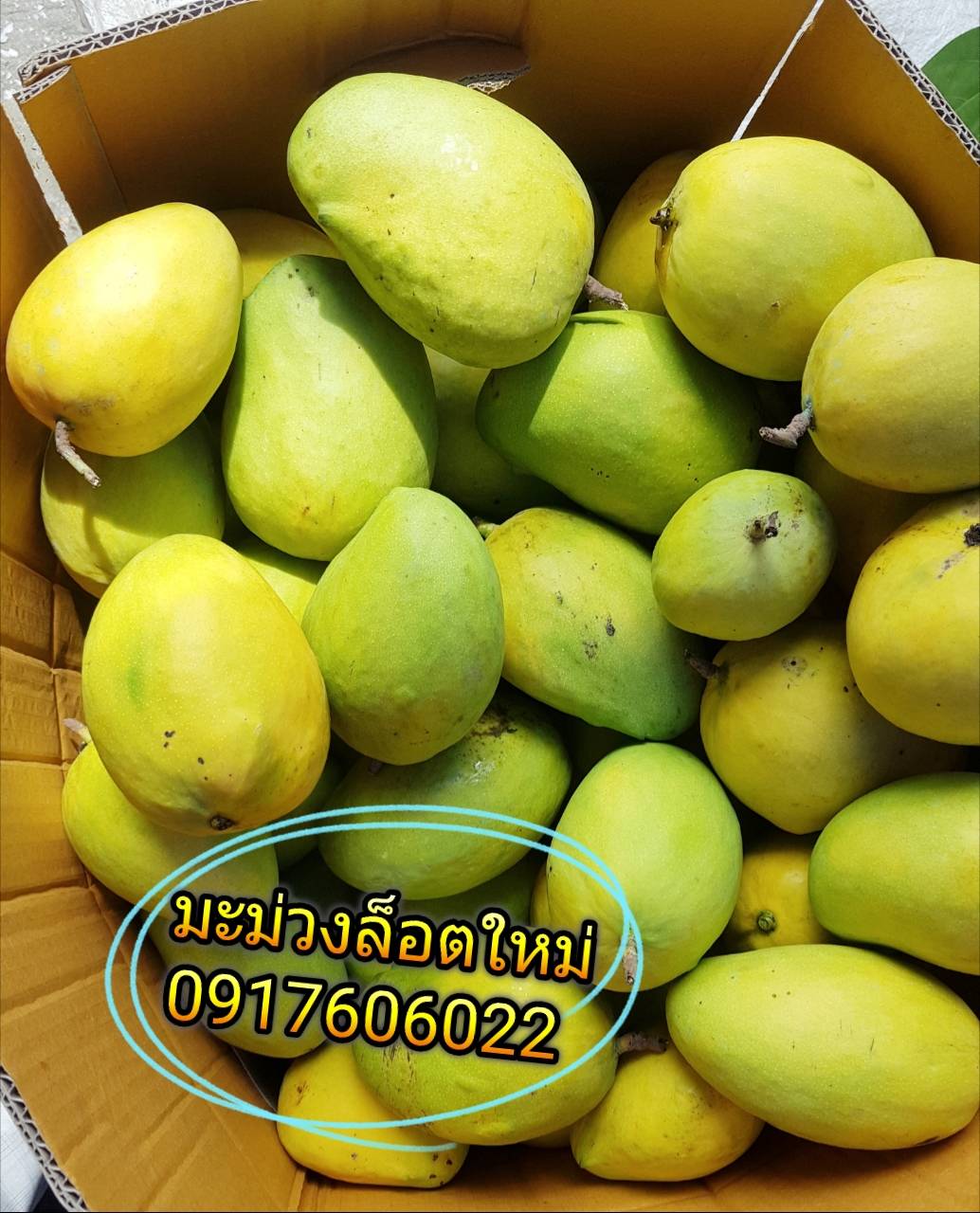 มะม่วงพม่า เส่งตะโลง เซงตะโลง เส่งตะโหล่ง เซงตะโหล่ง มะม่วงของพม่า มะม่วงอร่อย ขายส่งมะม่วง mango 芒果 စိန်တလုံးသရက်သီး