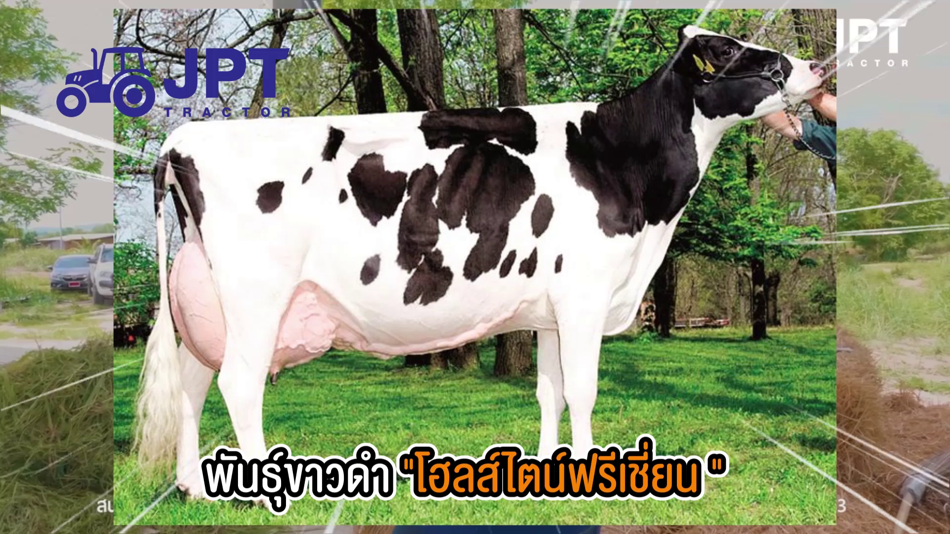 วัวนม พันธุ์ โฮสไตล์ฟรีเชียน