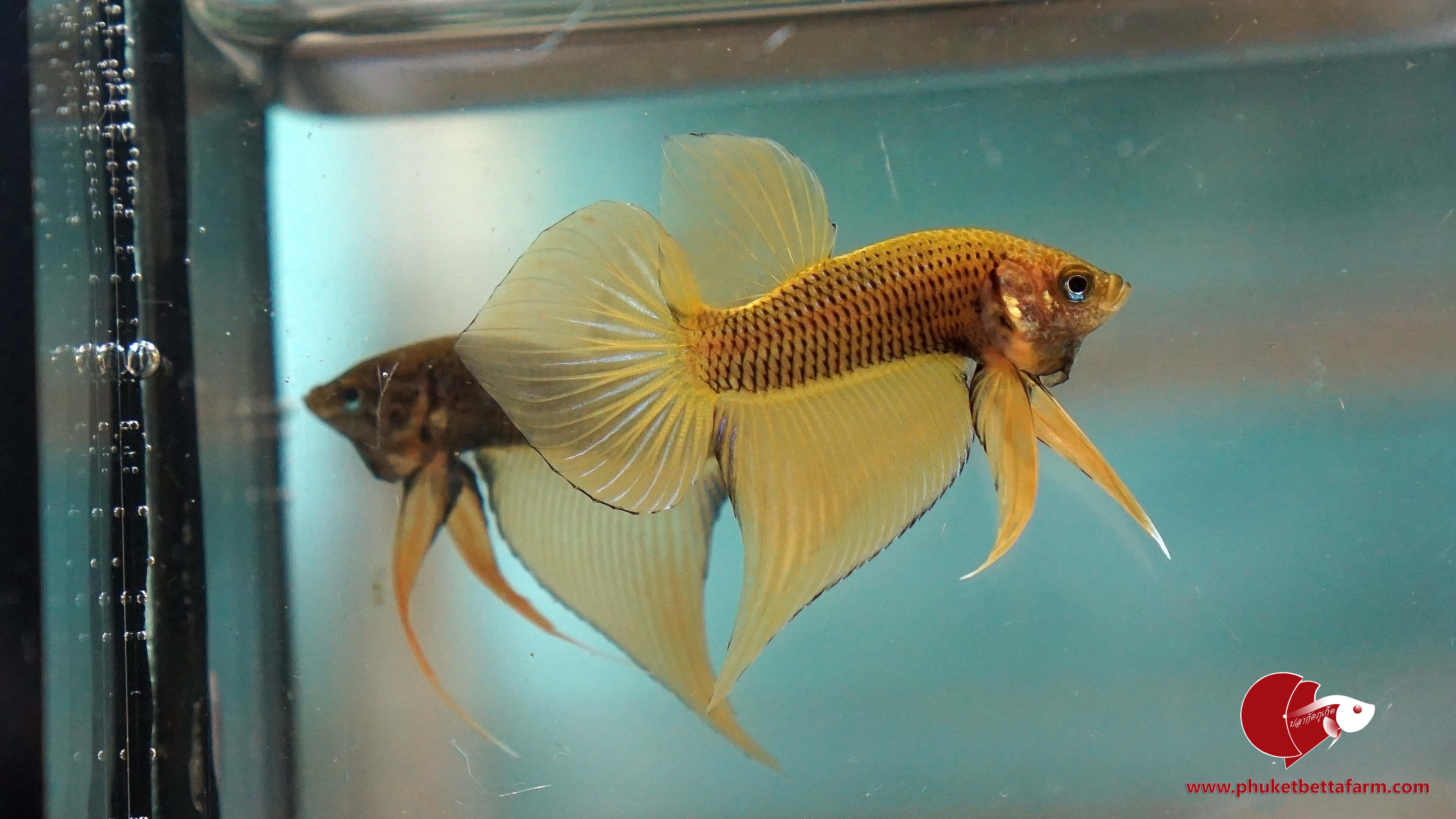 Yellow Benjarong ปลากัดป่าเหลืองเบญจรงค์