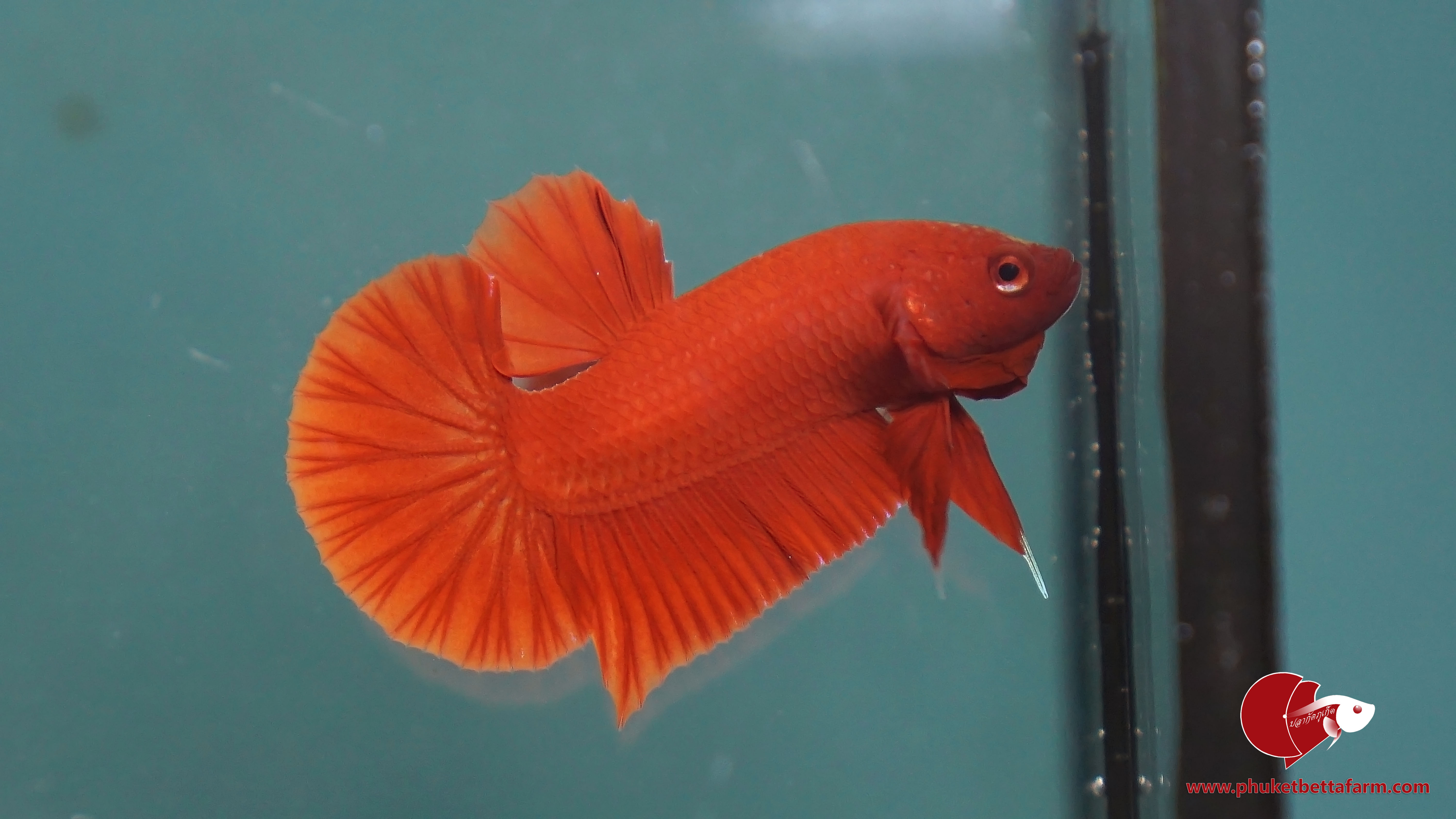 Super Red ปลากัดซุปเปอร์เรด