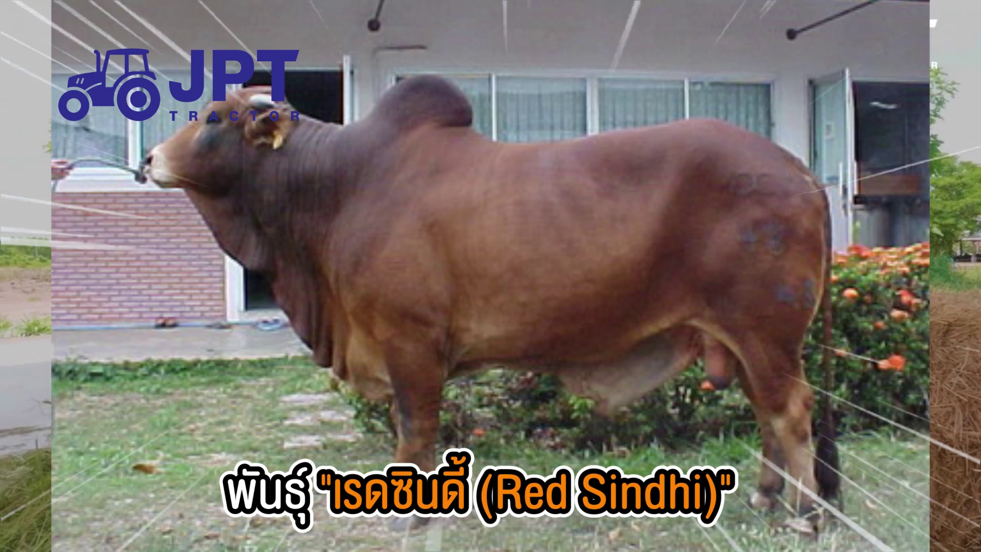 วัวพันธุ์ พันธุ์ เรสซินดี้ ซาฮีวาล