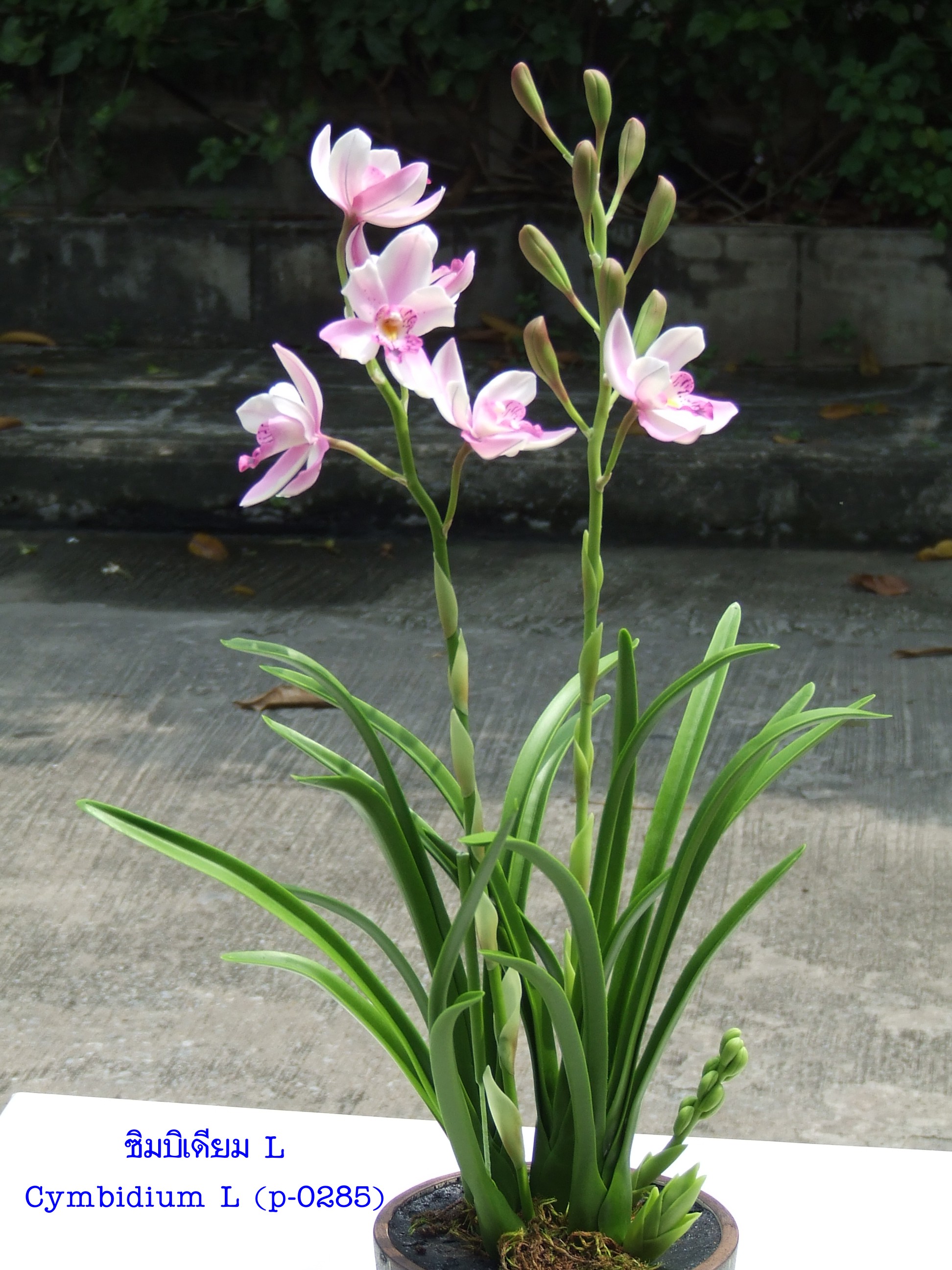 Cymbidium (Large)