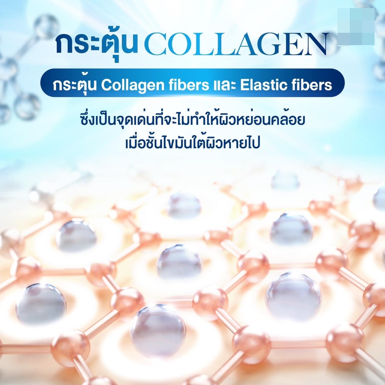 เมโสแฟต Maxime อย.ไทย