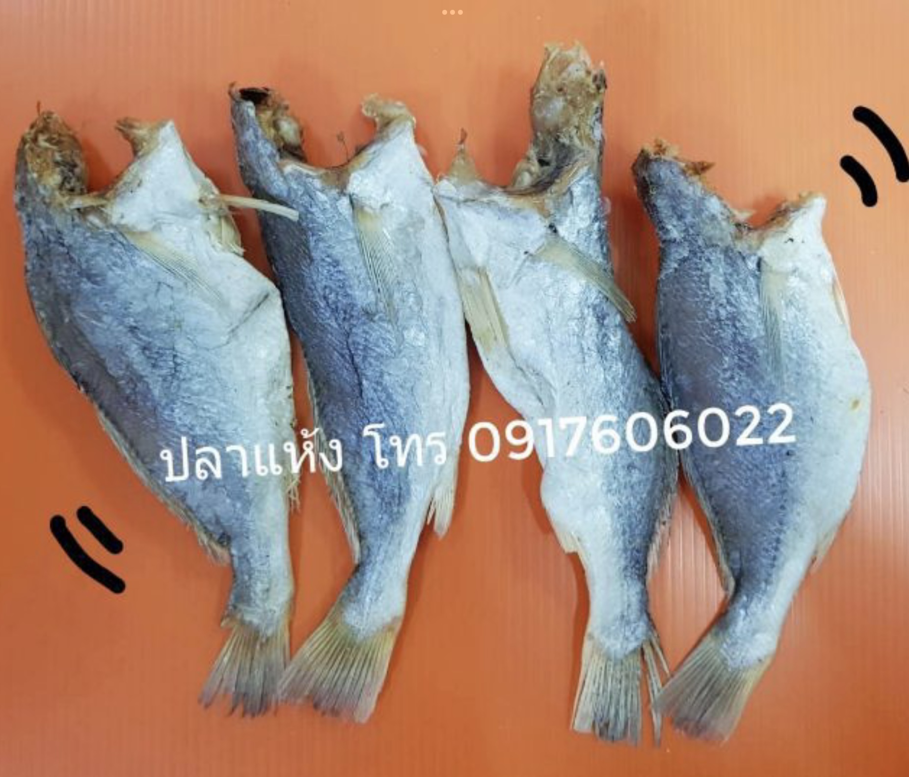 ปลาแห้ง ปลาช่อนแดดเดียว ปลาช่อนตากแห้ง ปลาแดดเดียว ปลาพม่า ปลาช่อนพม่า ปลาพม่าตากแห้ง ปลาตากแห้ง