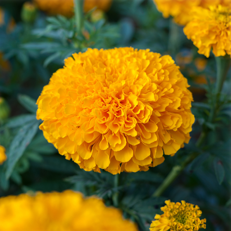 Marigold