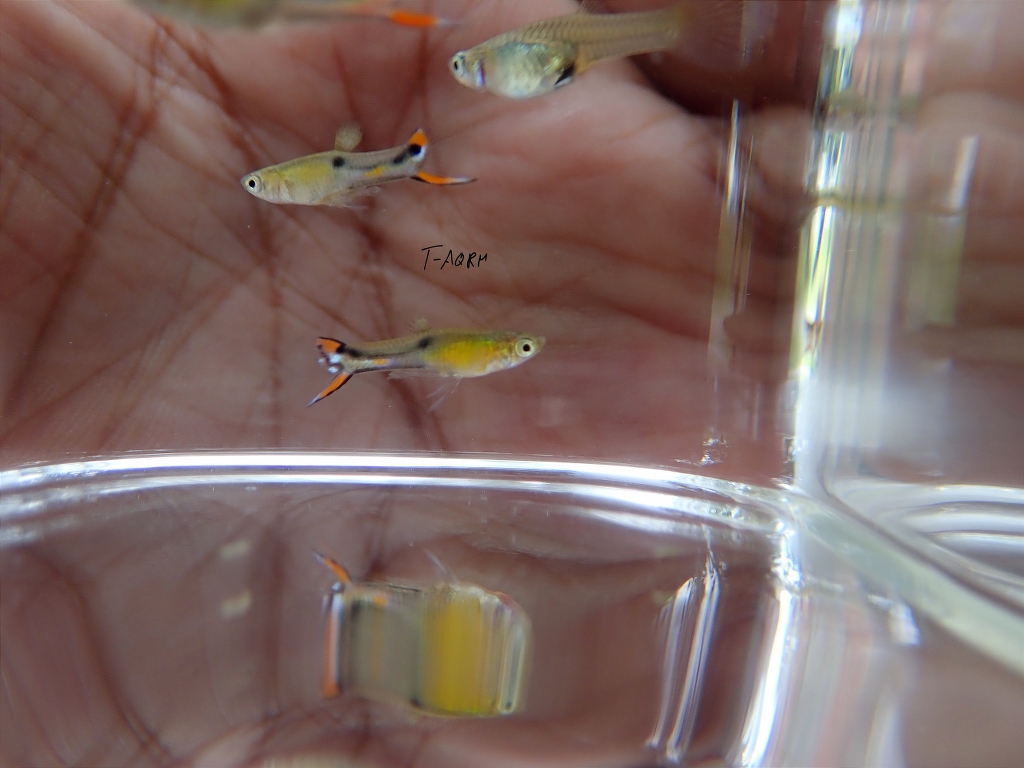 Cumana El Dorado, Pure wingei 1คู่ (ผู้+เมีย)