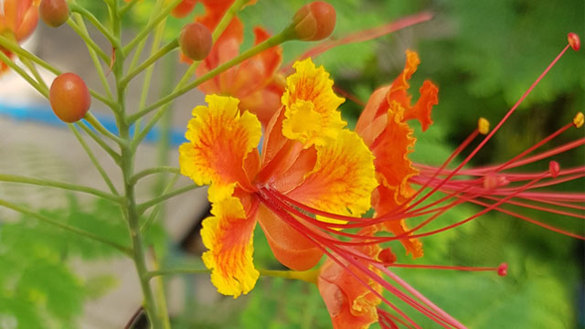 Pride of Barbados