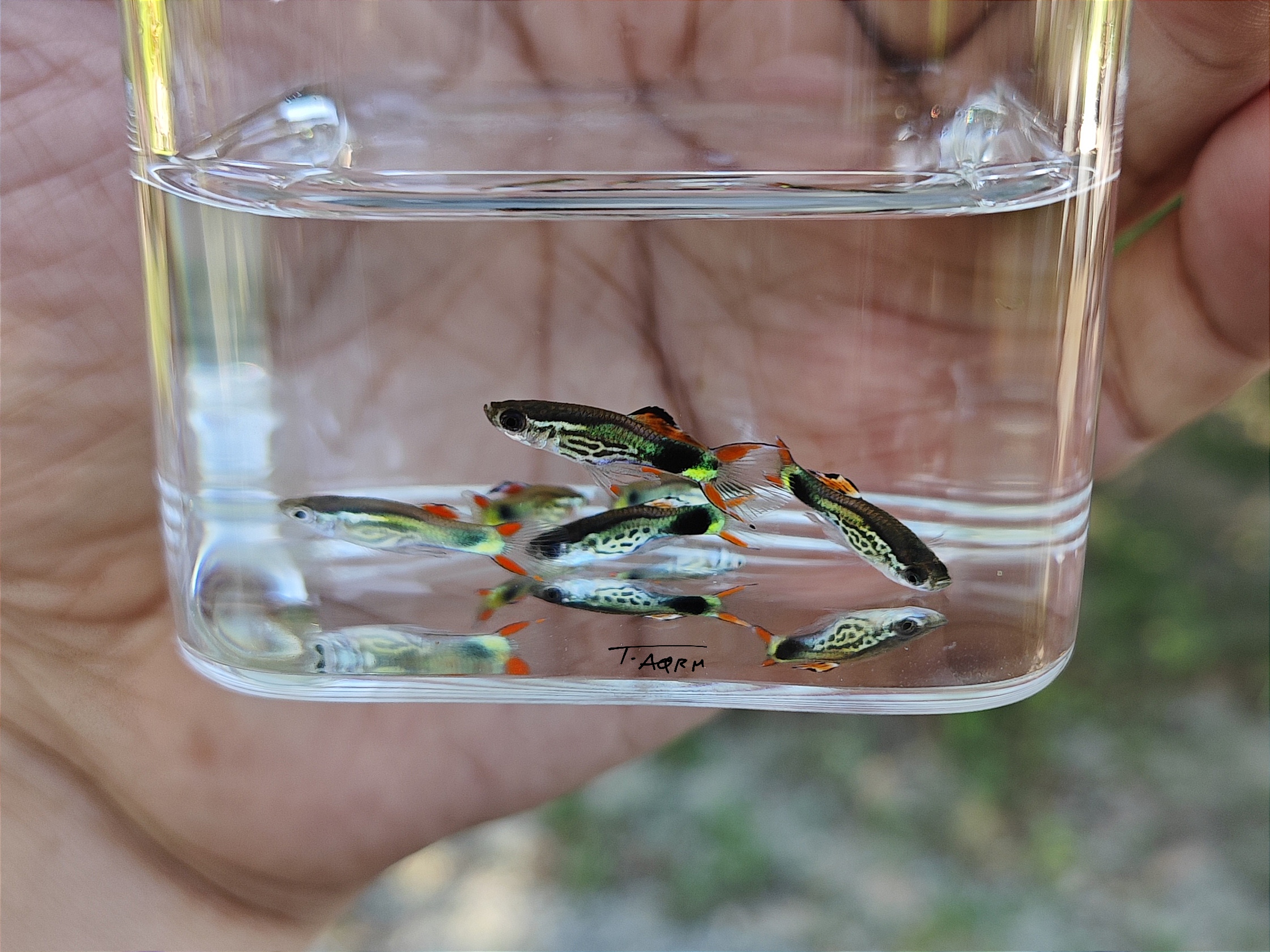 Campoma No.48 Pure wingei 1คู่ (ผู้+เมีย)