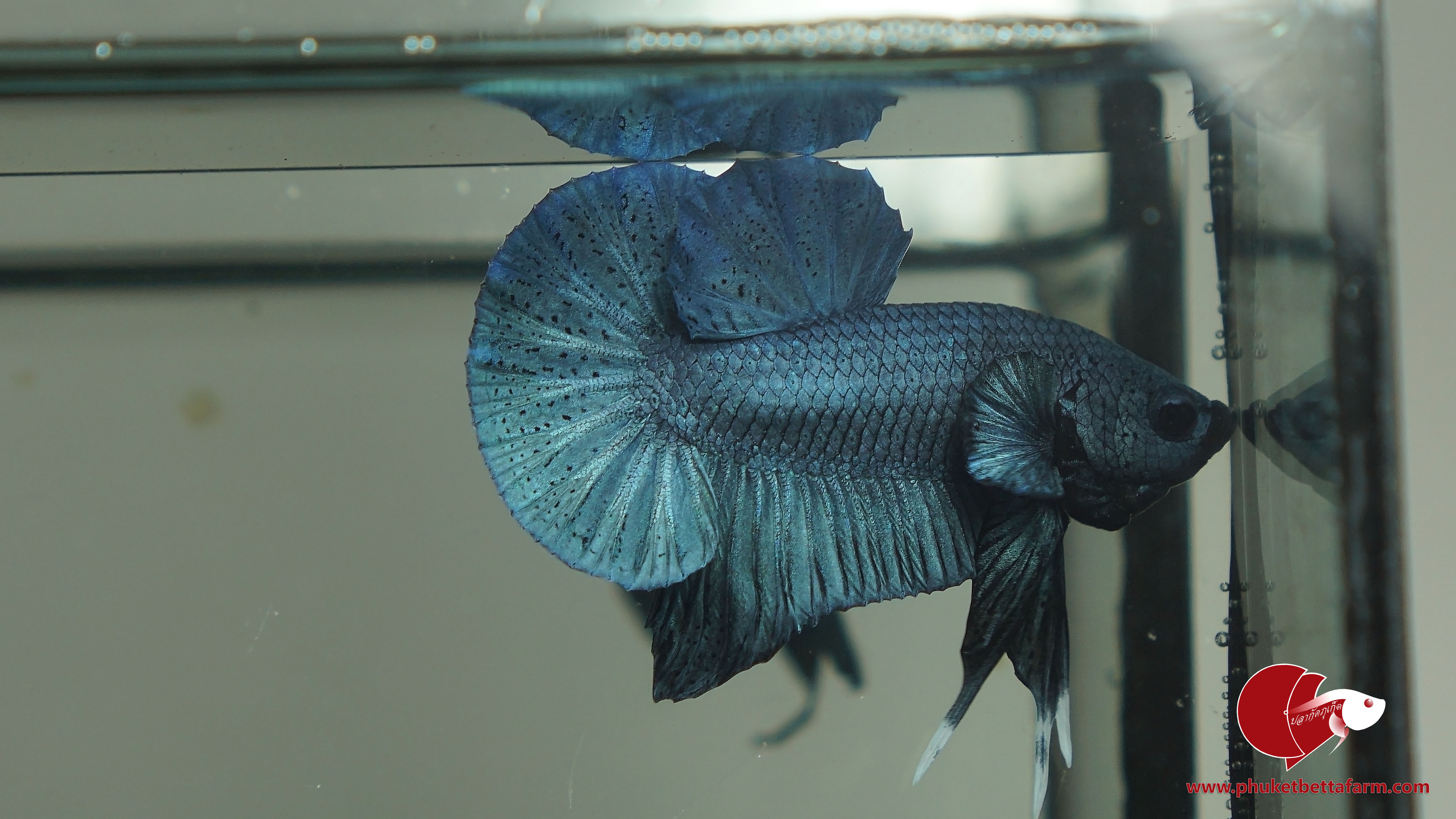 Steel Blue Metallic ปลากัดสตีลบลูเมทัลลิค