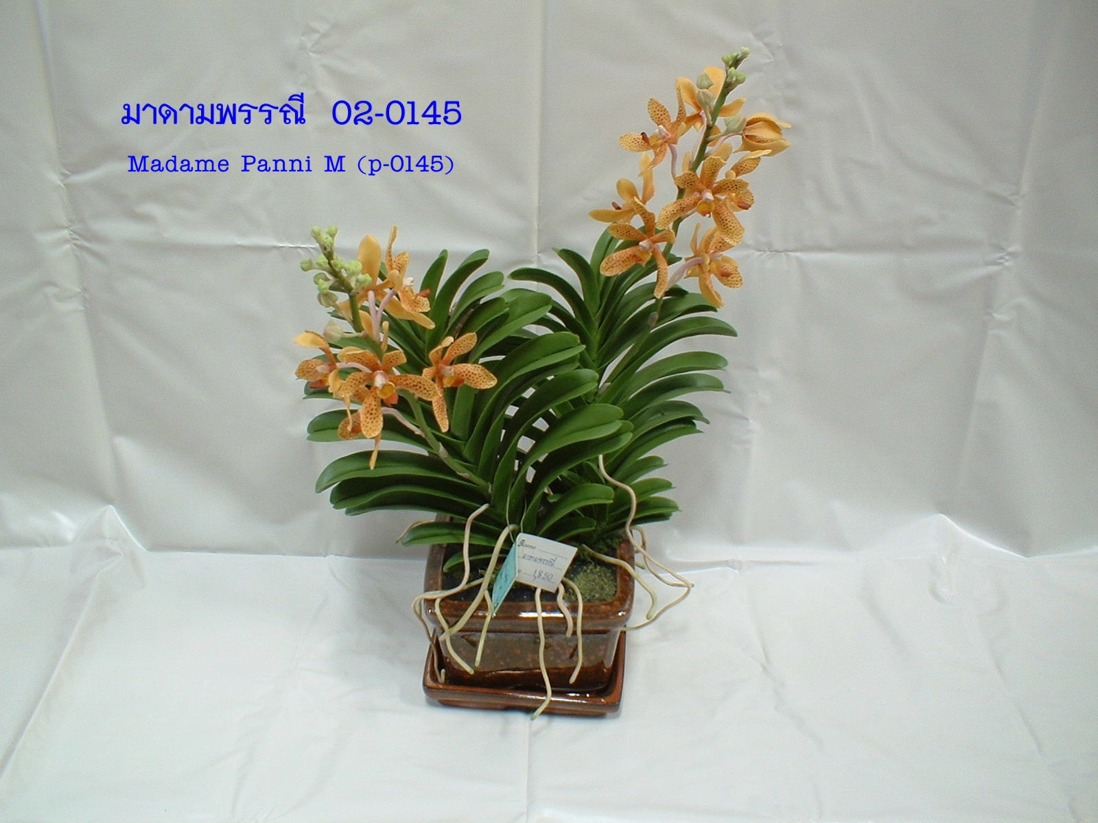 Mkra. Madam Panni (Large)