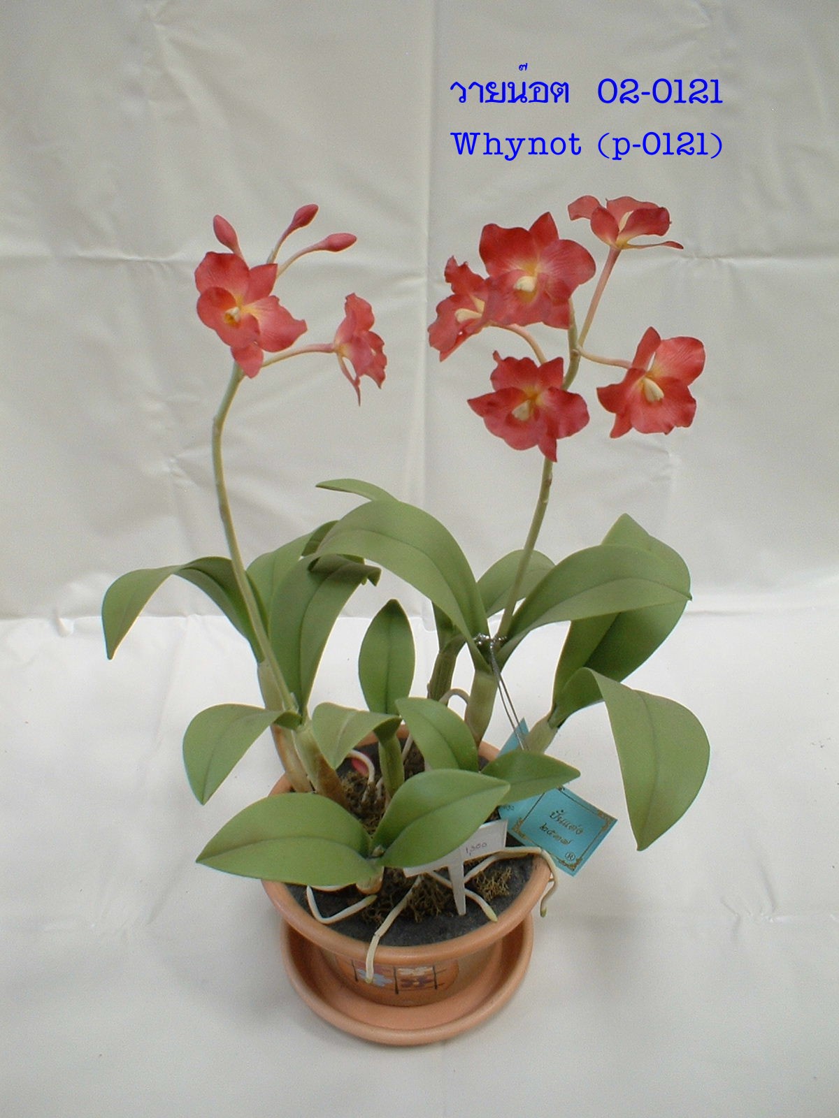 Why Not (Super small)