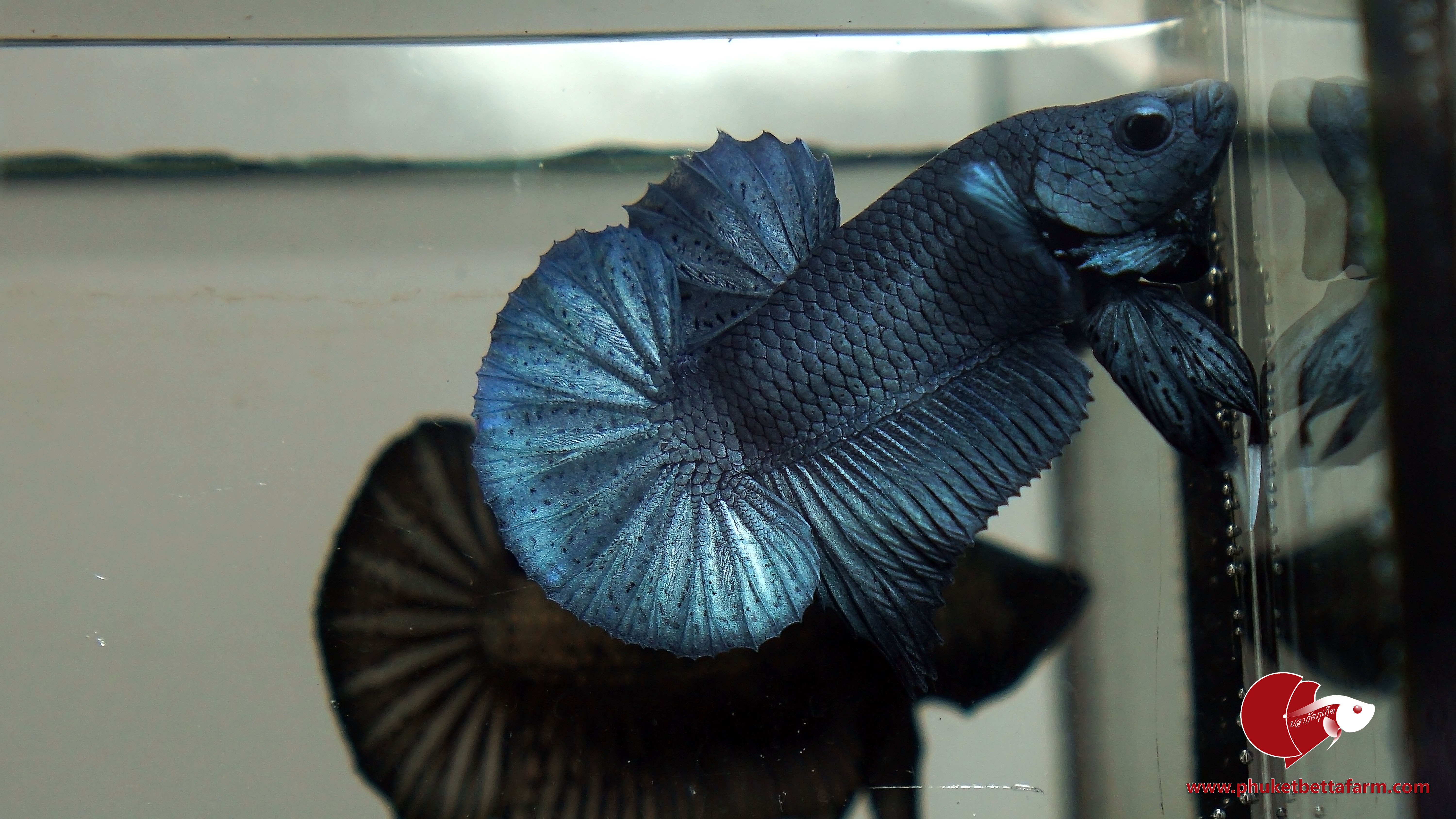 Super Blue Metallic ปลากัดซุปเปอร์บลูเมทัลลิค