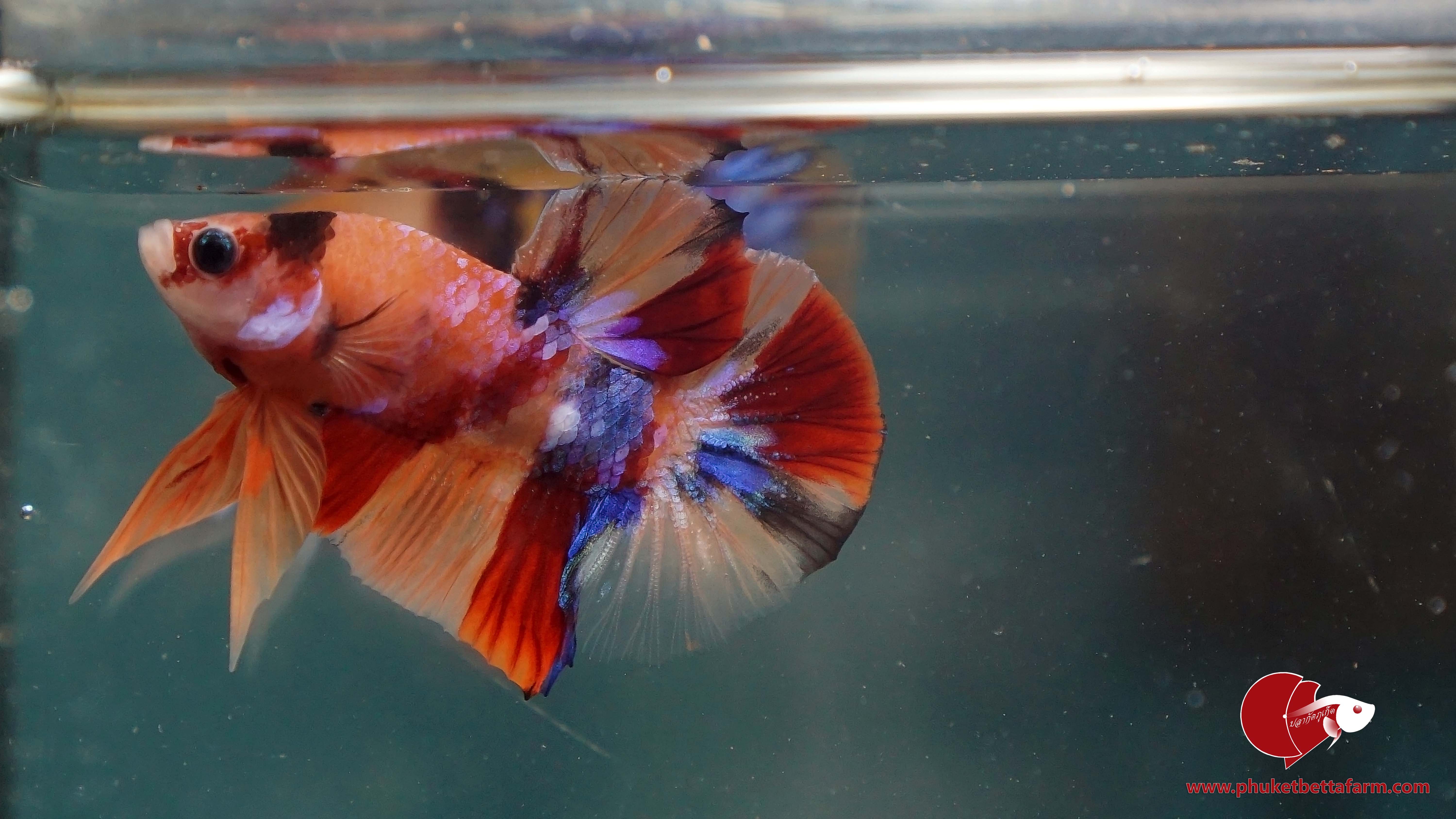Nemo Multicolor นีโม่มัลติคัลเลอร์