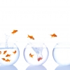 ปลากระโดด / jump fish. ปลาหางนกยูงป่า/เอนเลอร์