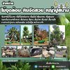 จัดสวนหินโทร 096-8588145 จัดหาต้นไม้มงคล หินจัดสวน หินกาบ หินน้ำตก ญ้านวลน้อย หญ้าญี่ปุ่น ,
