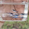 Asian blau guppy, Poecilia Reticulata.