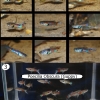 ถิ่นกำเนิดของปลาหางนกยูงป่า