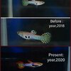 การพัฒนาปลาหางนกยูงลูกผสม สายพันธุ์ ปลาหางนกยูงป่าแฟนซี Hybrid endler/guppy