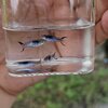 [Original] Asian blau guppy สายพันธุ์หายาก1คู่ (ผู้+เมีย)
