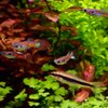ปลาหางนกยูงป่าเรนโบว์ wild rainbow guppy, poecilia reticulata.