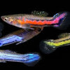 Micropoecilia parae, ปลาสอดป่าขนาดเล็ก พาแร