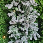 ใบสนคริสต์มาสยอดนิยม