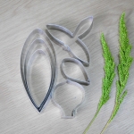 Den.Findlayanum (Large)