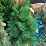 ต้นคริสต์มาสขนาดเล็ก