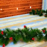 สายสนคริสต์มาส"เถาว์คริสต์มาส"