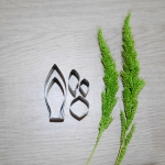 Paph.Collosum (small)