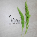 Nodosa (Super small)