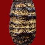 ตะกรุดหนังหน้าผากเสือ