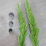 Mini cutter for orchid trunk