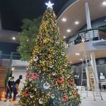 ราคาขนาดต้นคริสต์มาสยอดนิยม 6แบบที่นิยมใช้