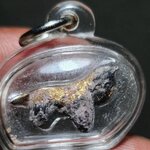 วัวธนู หลวงพ่อพุฒ วัดกลางบางพระ จ.นครปฐม เนื้อครั่งพุทรา