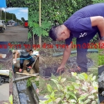 ดูดส้วมสะพานสูง