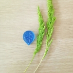 Anthurium flower (Super small)