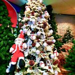 ซานต้าครอสกับต้นคริสต์มาส