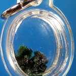 สีผึ้งเขียว หลวงพ่อทาบ วัดกระบกขึ้นผึ้ง