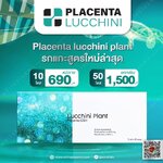 placenta luchini plant