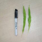 ปากกา สีดำ