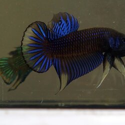 Blue Yellow Betta Imbellis ปลากัดป่าภาคใต้น้ำเงินวงเหลือง