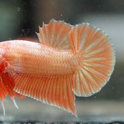 Orange Gold ปลากัดส้มทอง