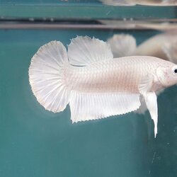 White Platinum ปลากัดไวท์แพลตตินัม