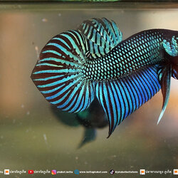 Betta Mahachaiensis ปลากัดมหาชัย