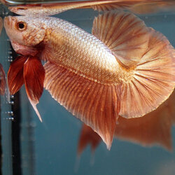 Red Gold ปลากัดทองแดง