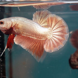 Red Gold ปลากัดทองแดง