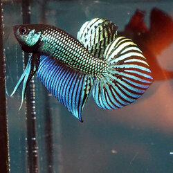 Betta Mahachaiensis ปลากัดมหาชัย