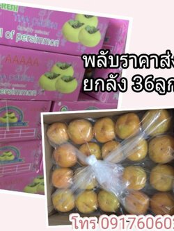 พลับเกาหลี พลับญี่ปุ่น พลับแห้ง ลูกพลับ ลูกพลับสด พลับสด ลูกพลับเกาหลี พลับราคาส่ง ขายส่งลูกพลับ พลับอร่อย
