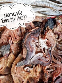ปลาแห้ง ปลาช่อนแดดเดียว ปลาช่อนตากแห้ง ปลาแดดเดียว ปลาพม่า ปลาช่อนพม่า ปลาพม่าตากแห้ง ปลาตากแห้ง